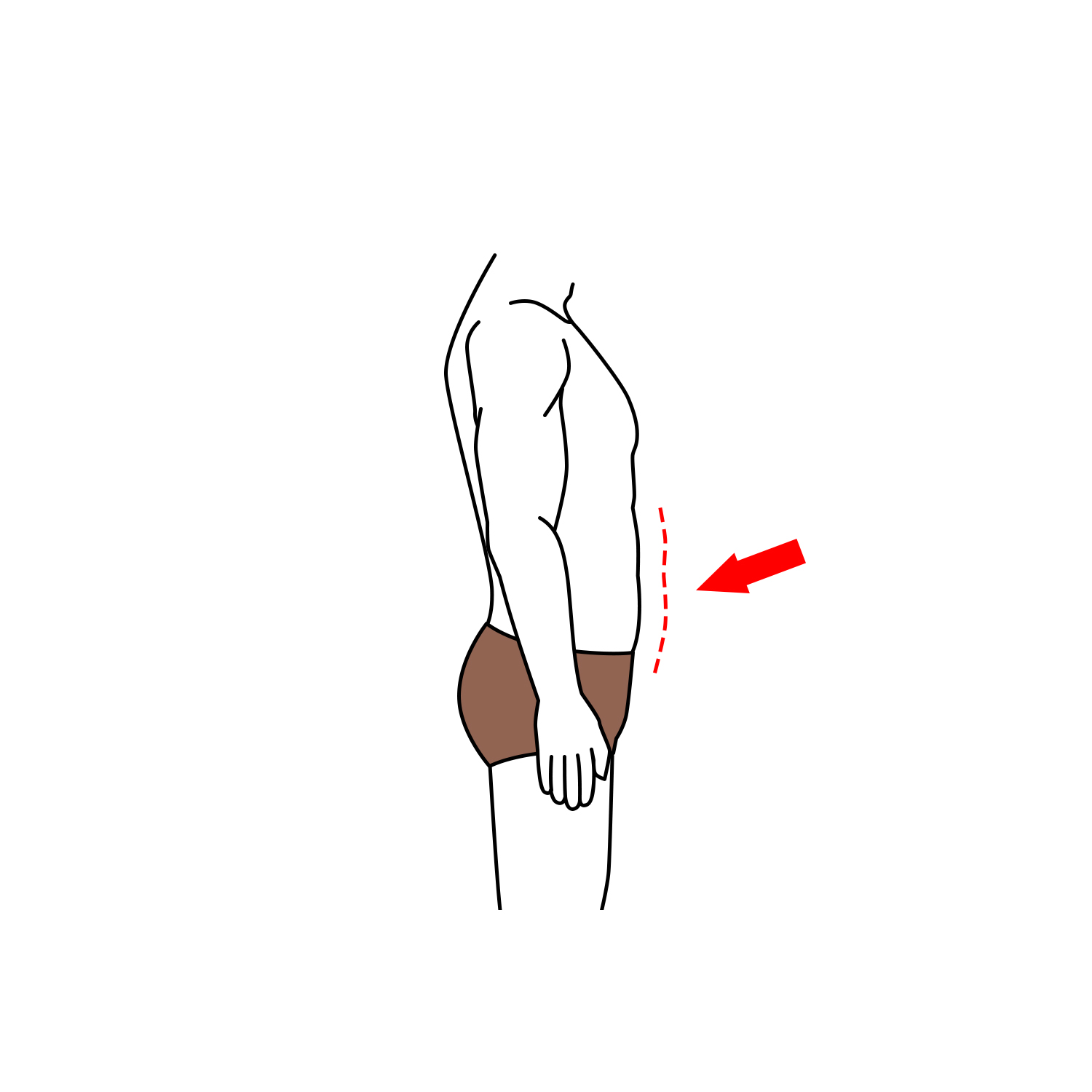 Stomach
